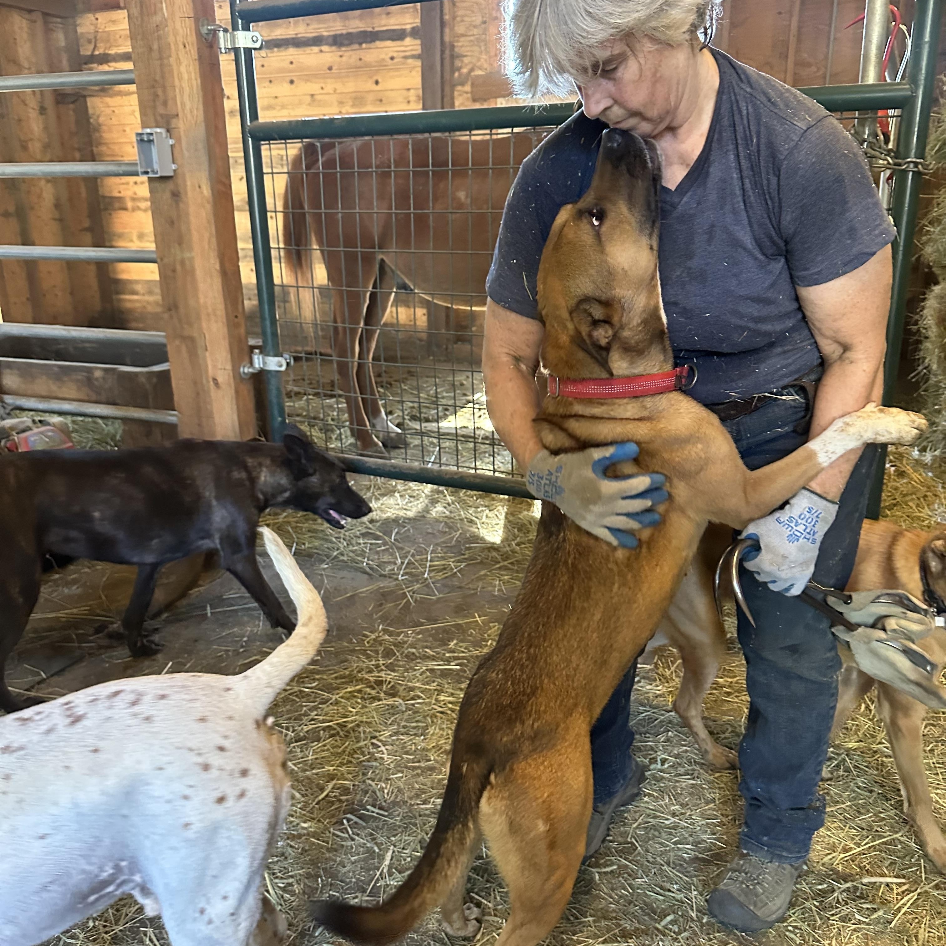 Enlarge Nala (contact Rachel), a Adoptable mixed breed in Sherman Oaks, CA image 2/4