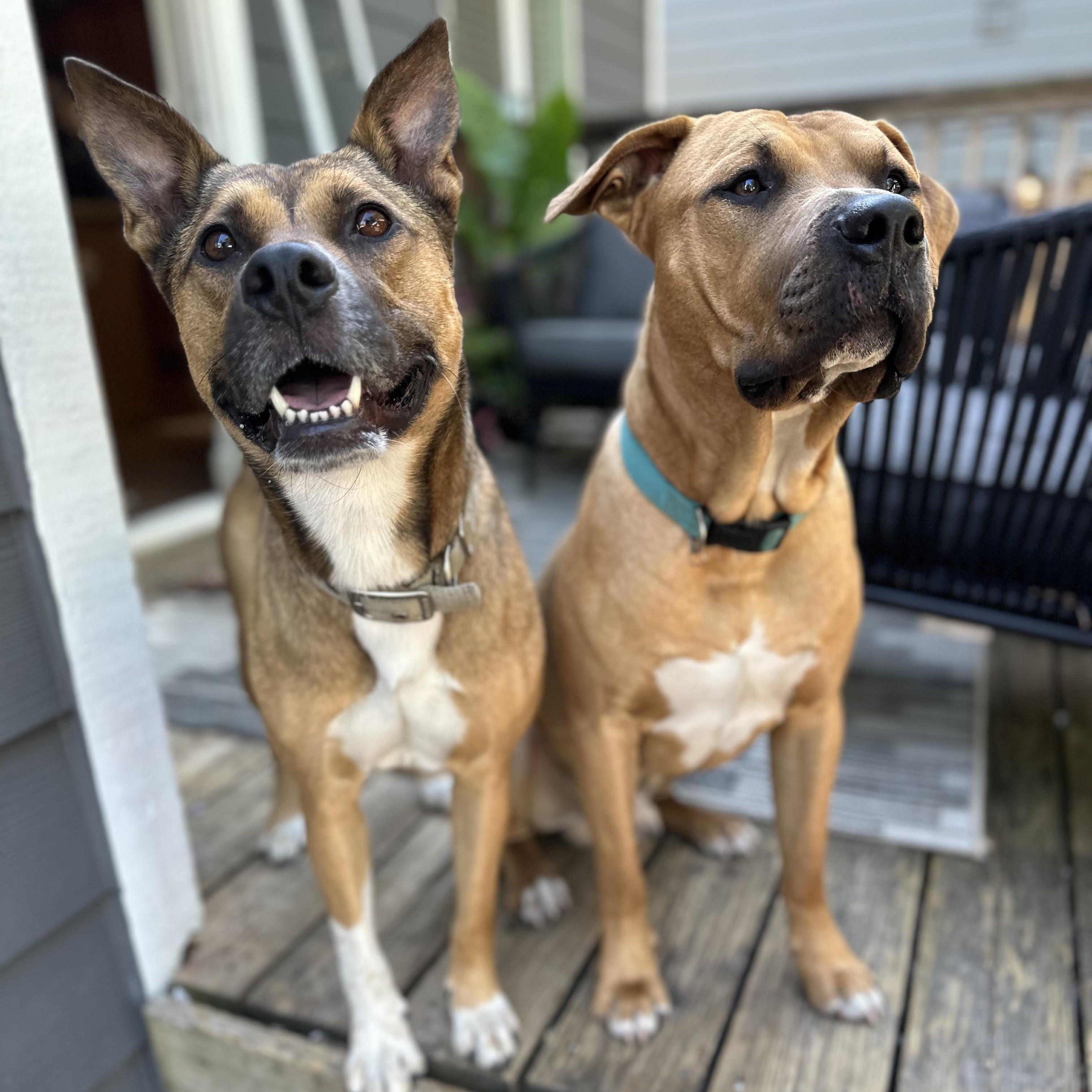 Nala (contact Rachel)