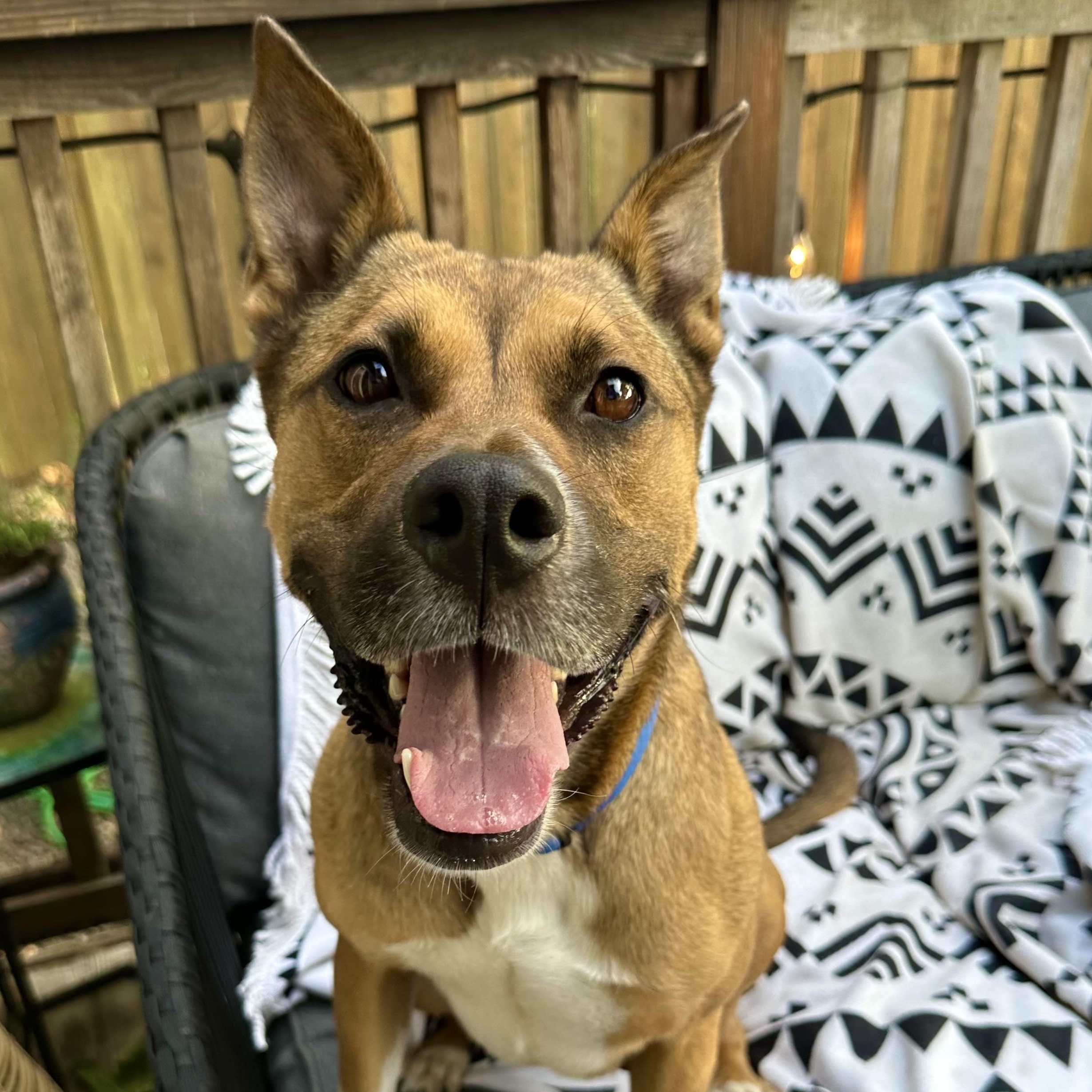 Nala (contact Rachel) Shepherd Dog