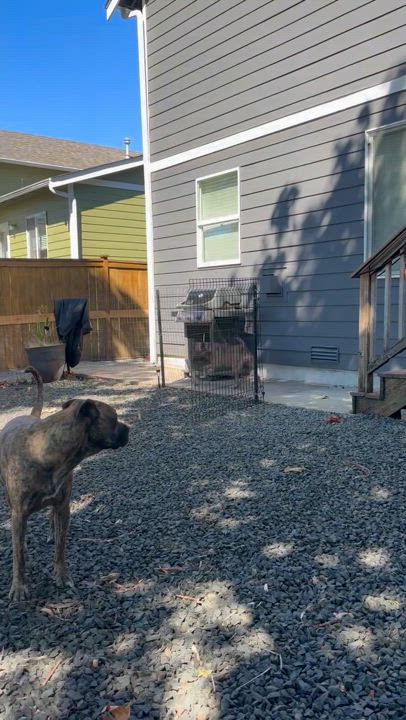 Enlarge Nala (contact Rachel), a Adoptable mixed breed in Sherman Oaks, CA video 3/4