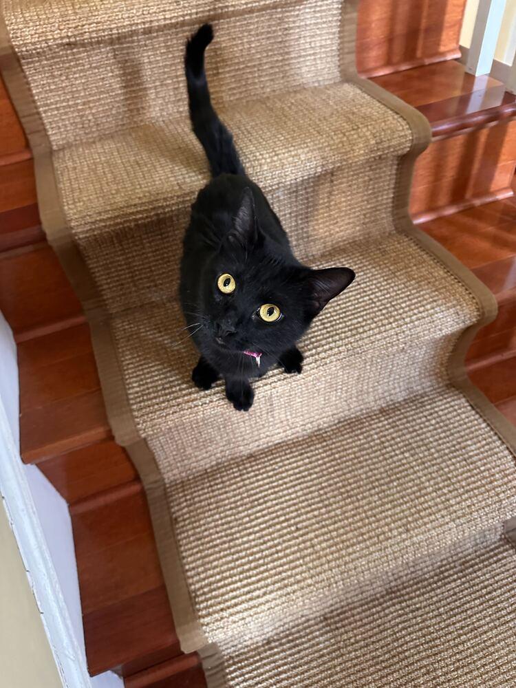 Enlarge Lulu, a Adoptable Domestic Short Hair in Greenbelt, MD image 1/2