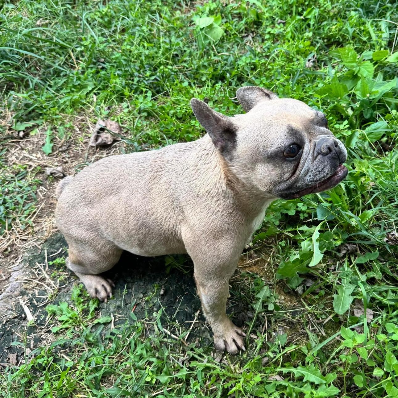 2106 Sammie, Adopted, Adult Female French Bulldog.