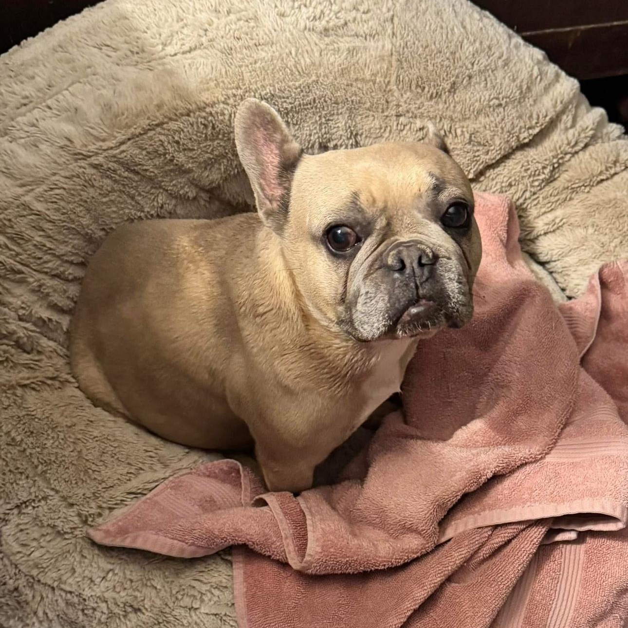 Enlarge 2106 Sammie, a Adopted French Bulldog in Springfield, MO image 4/4