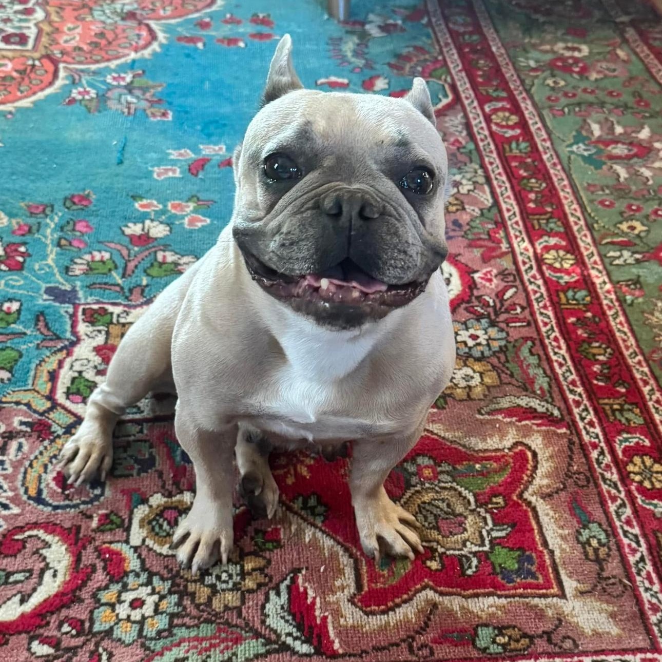 Enlarge 2106 Sammie, a Adopted French Bulldog in Springfield, MO image 3/4