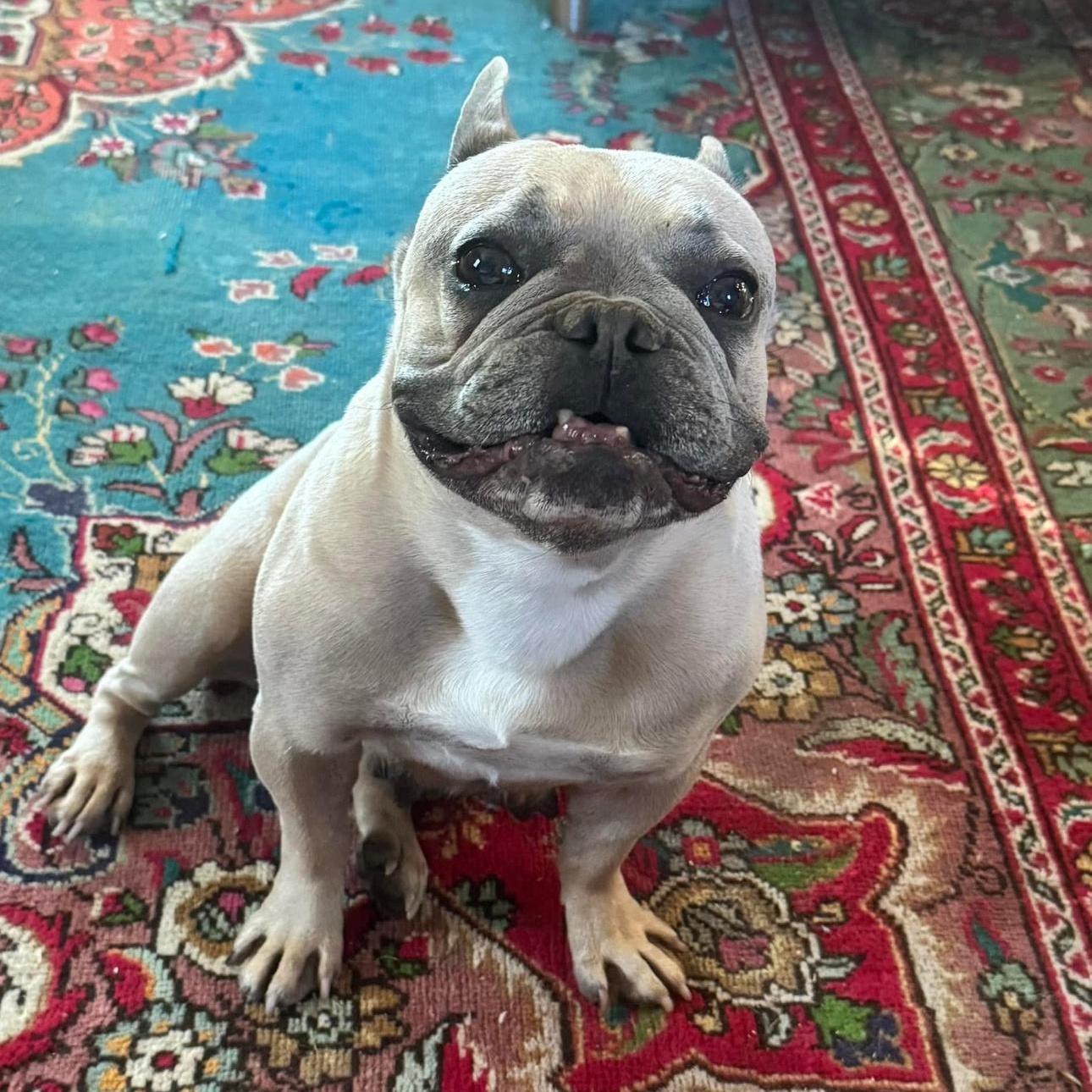 Enlarge 2106 Sammie, a Adopted French Bulldog in Springfield, MO image 2/4
