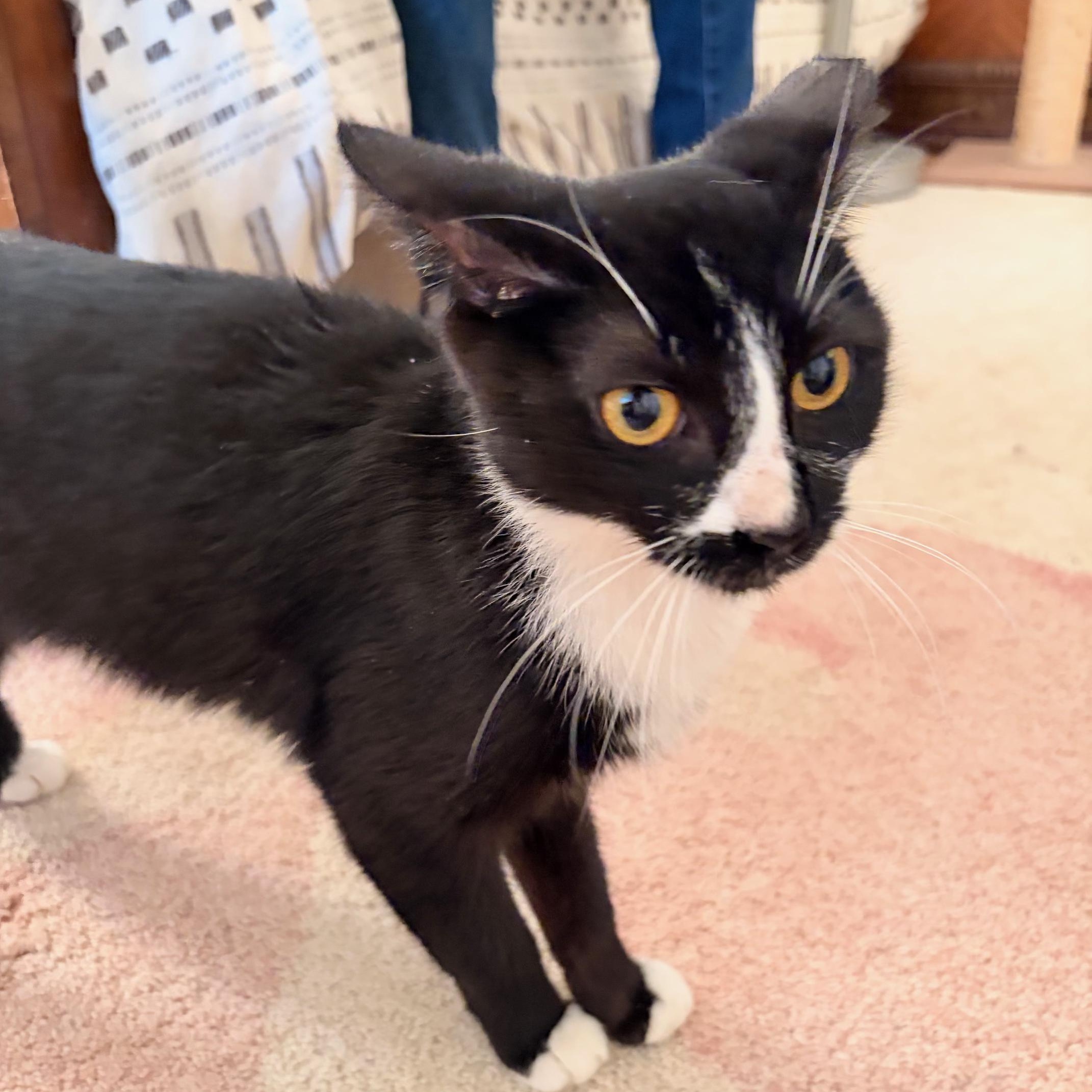 Enlarge Zuzu, a Adoptable Domestic Short Hair in West Orange, NJ image 2/5