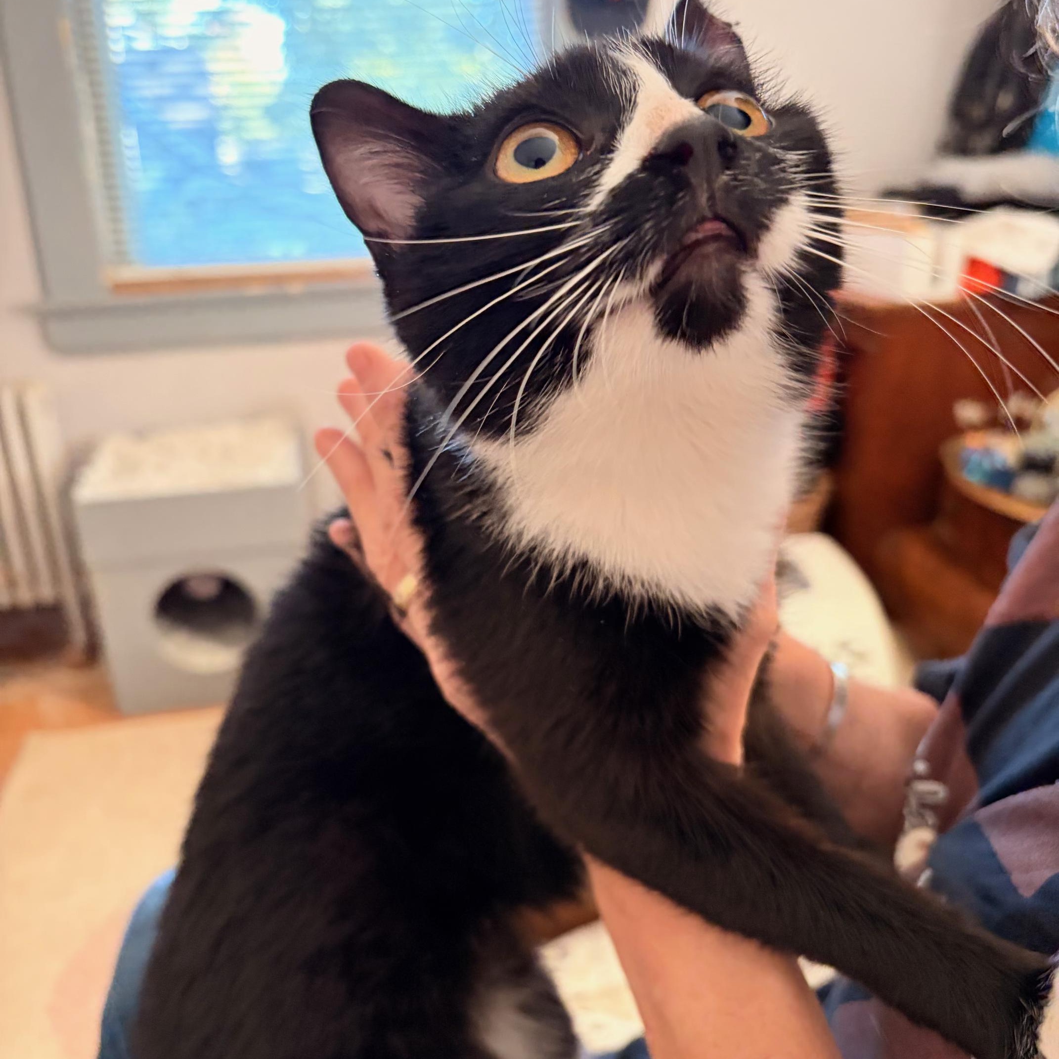 Enlarge Zuzu, a Adoptable Domestic Short Hair in West Orange, NJ image 4/5