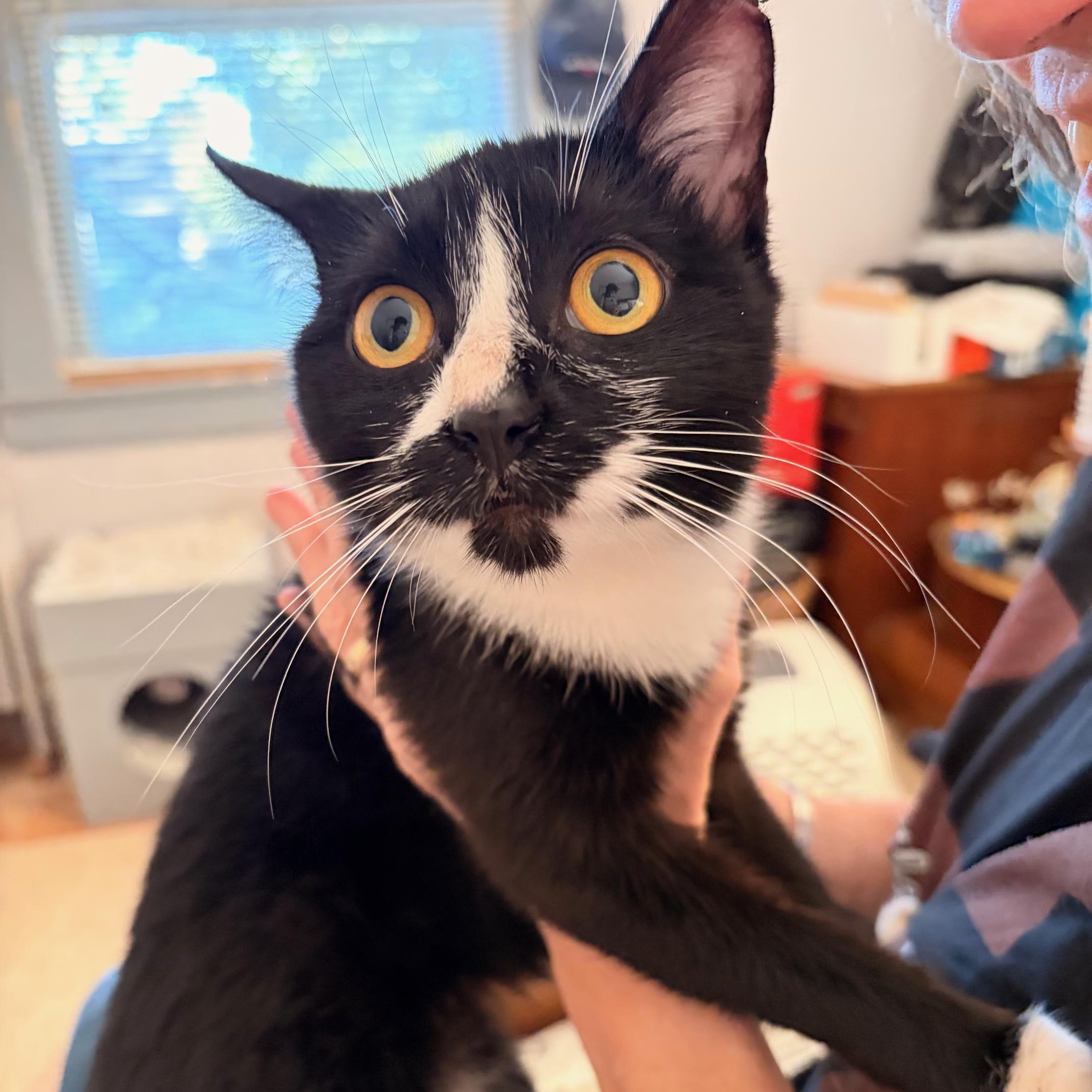 Zuzu, Adoptable, Young Female Domestic Short Hair.