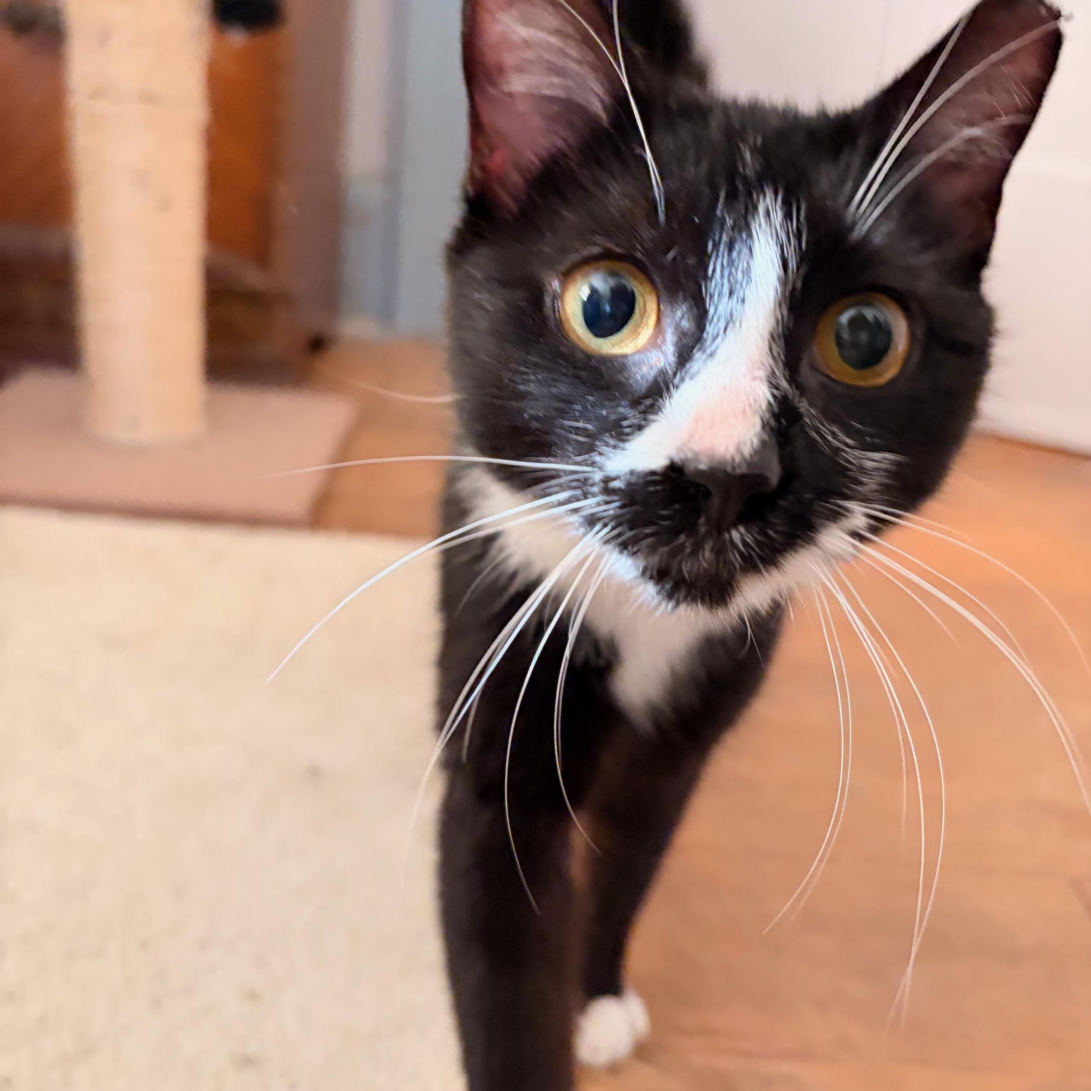 Enlarge Zuzu, a Adoptable Domestic Short Hair in West Orange, NJ image 3/5