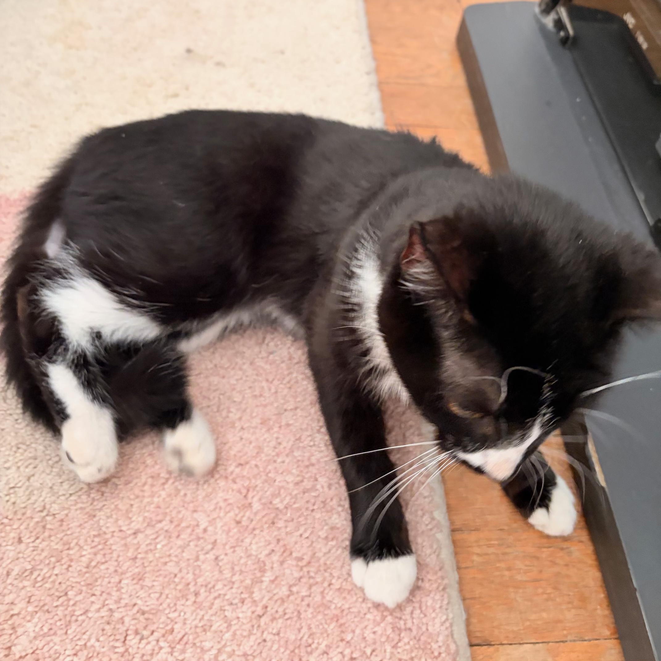 Enlarge Zuzu, a Adoptable Domestic Short Hair in West Orange, NJ image 5/5