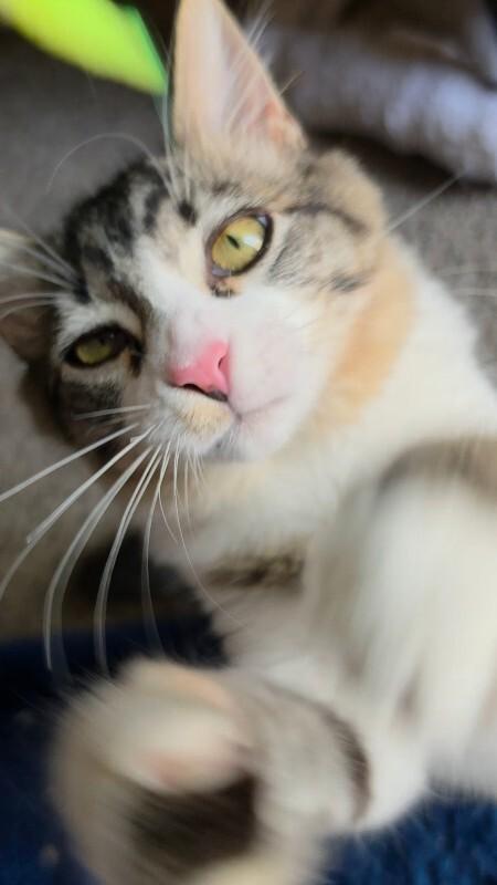 Enlarge Luigi, a Adoptable Domestic Short Hair in Kennewick, WA image 2/5