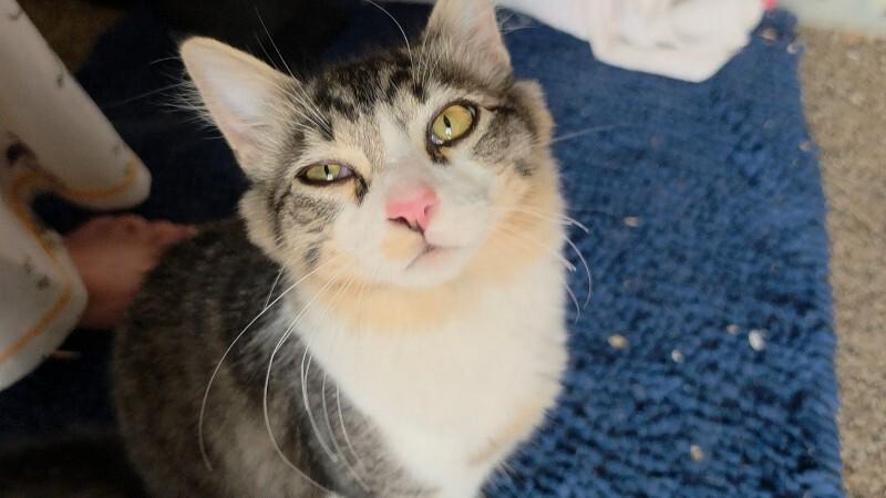 Enlarge Luigi, a Adoptable Domestic Short Hair in Kennewick, WA image 3/5