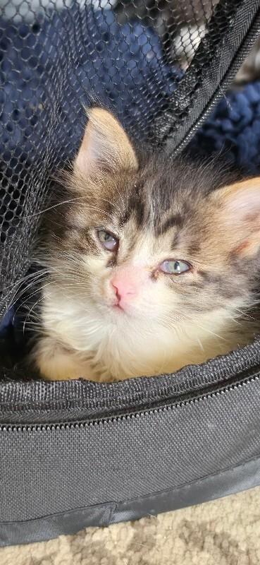 Enlarge Luigi, a Adoptable Domestic Short Hair in Kennewick, WA image 5/5