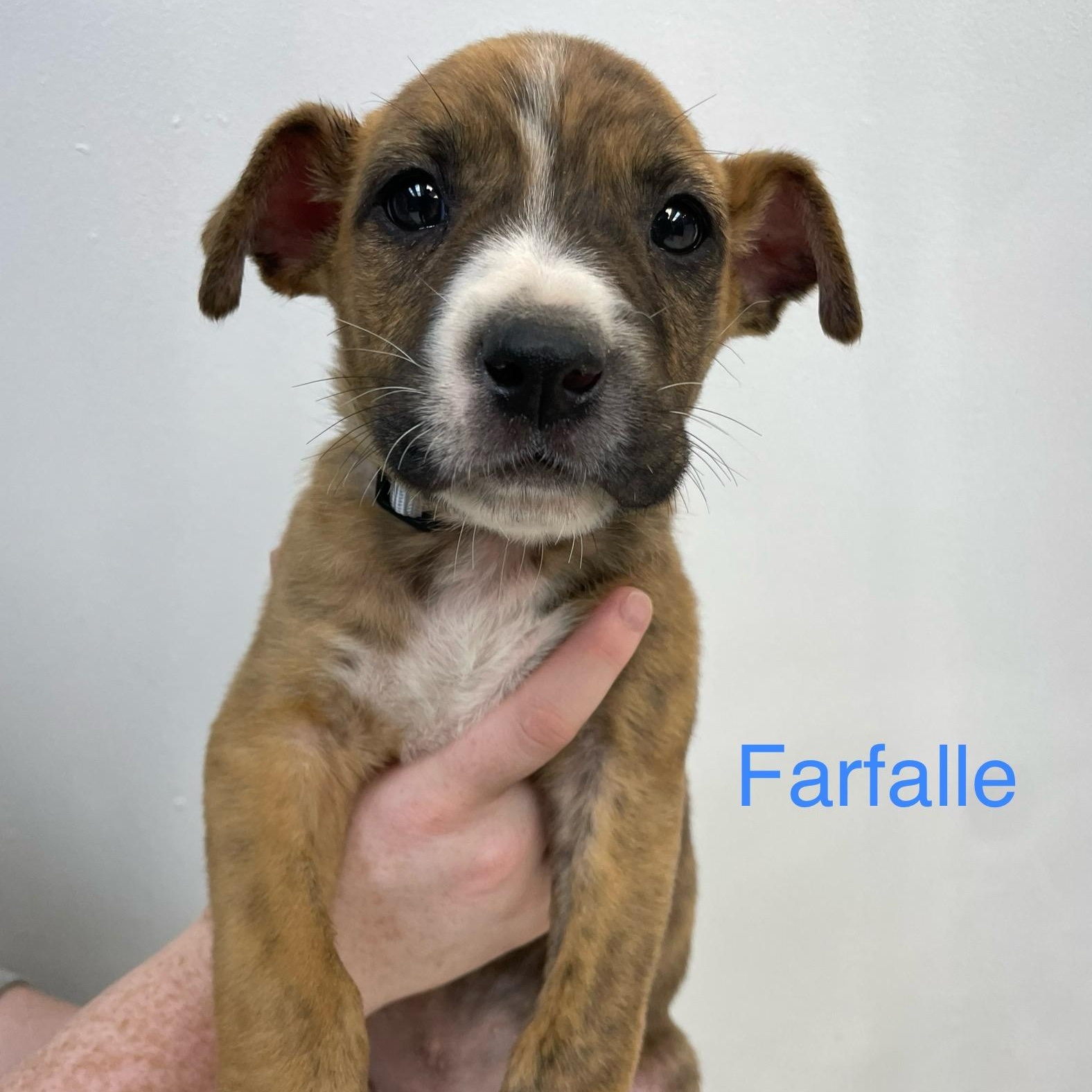 Farfalle