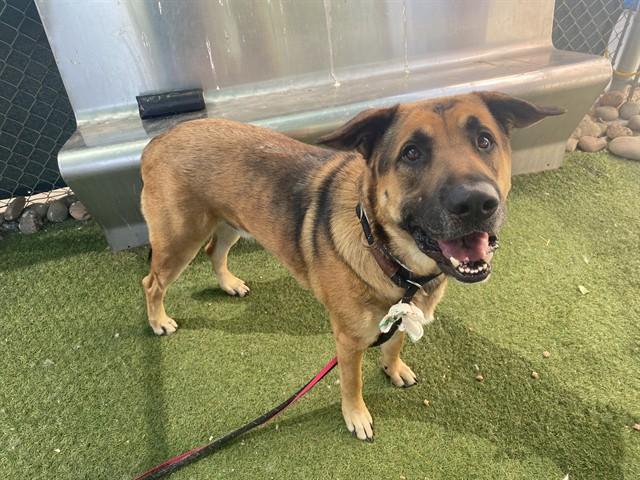 BEAR, Adoptable, Adult Male German Shepherd Dog.