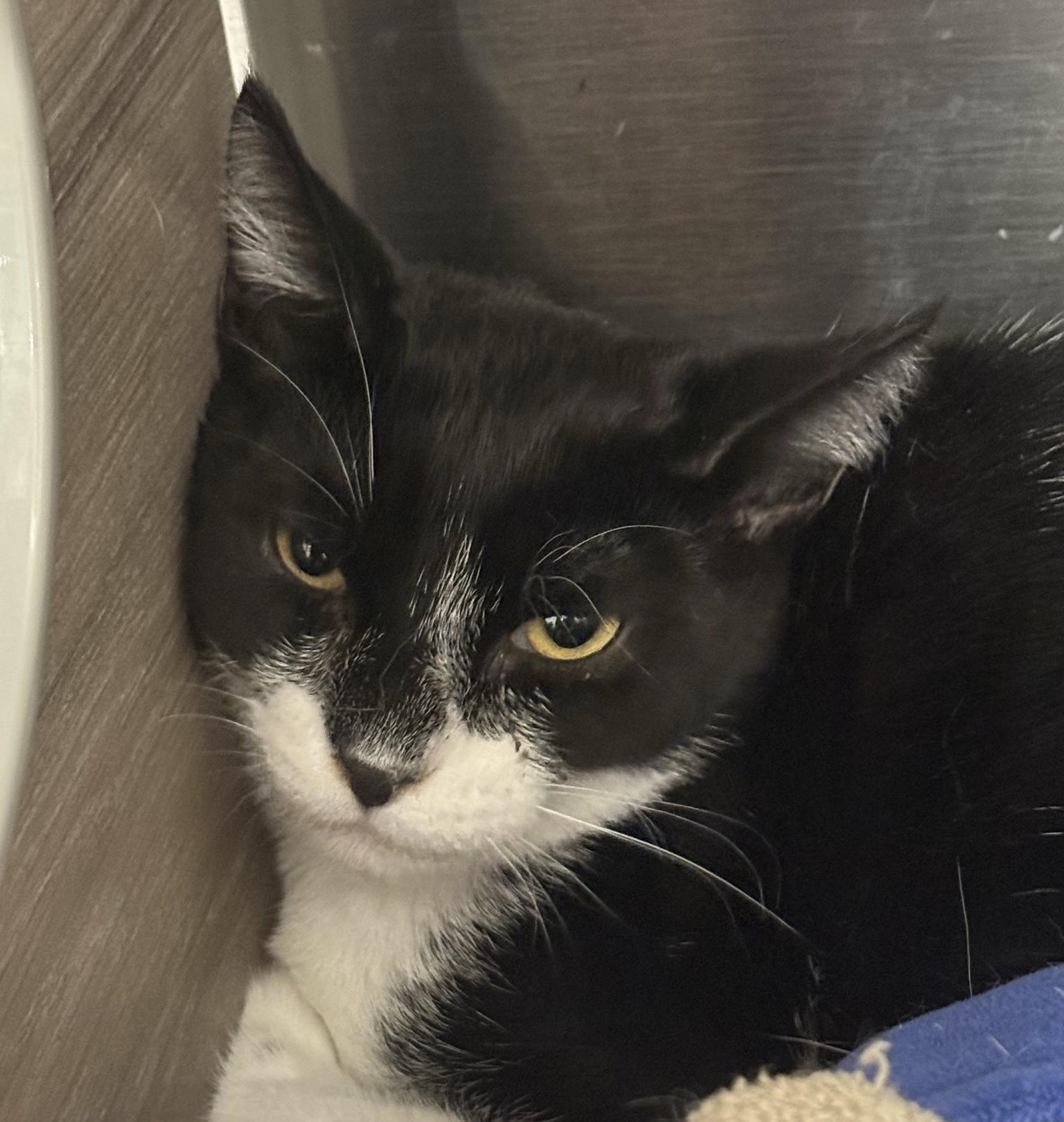 Enlarge Jazz, a Adopted Domestic Short Hair in South Pasadena, CA image 3/3