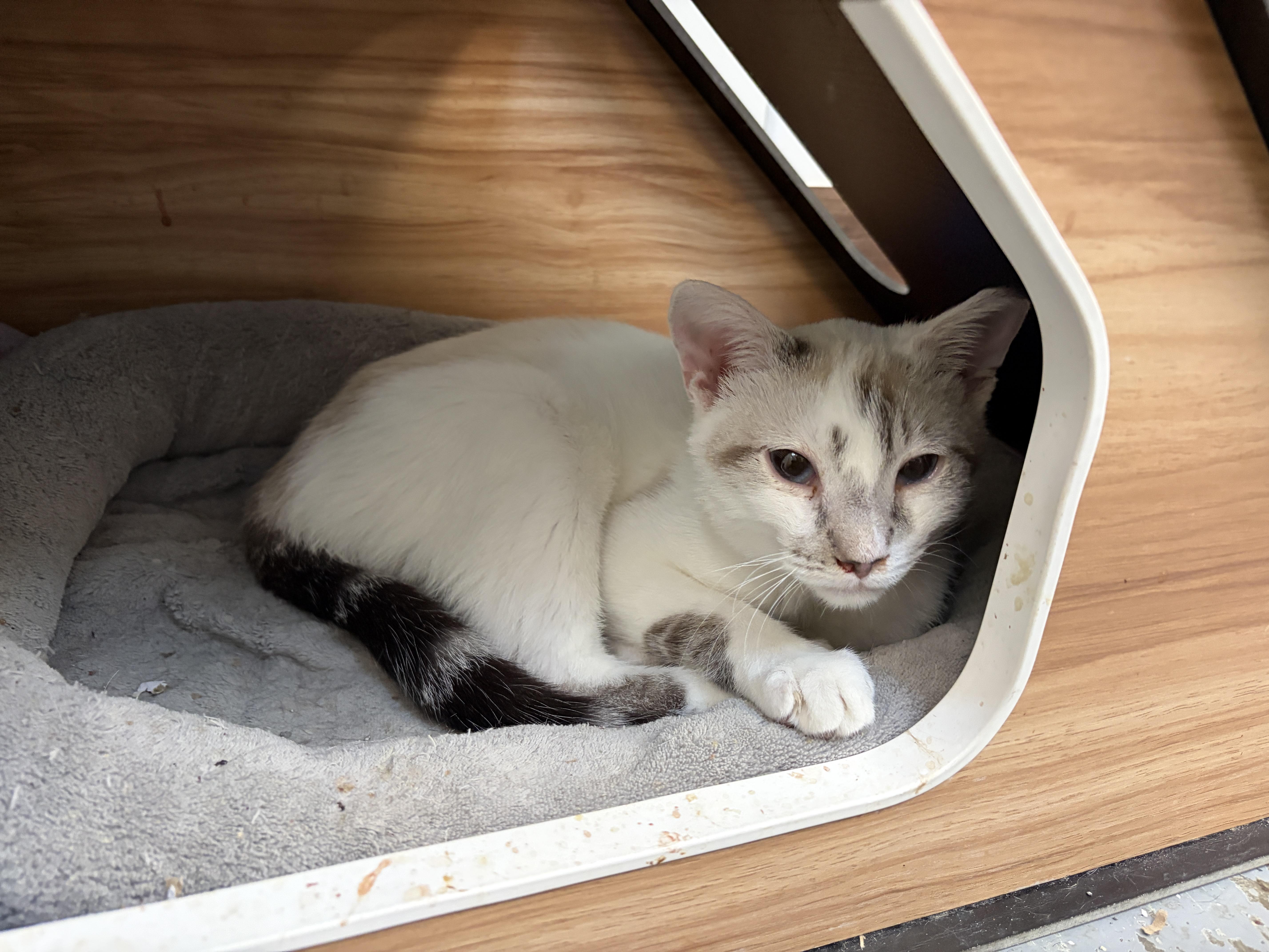 Enlarge Grover, a Adoptable American Shorthair in Perry, GA image 3/3