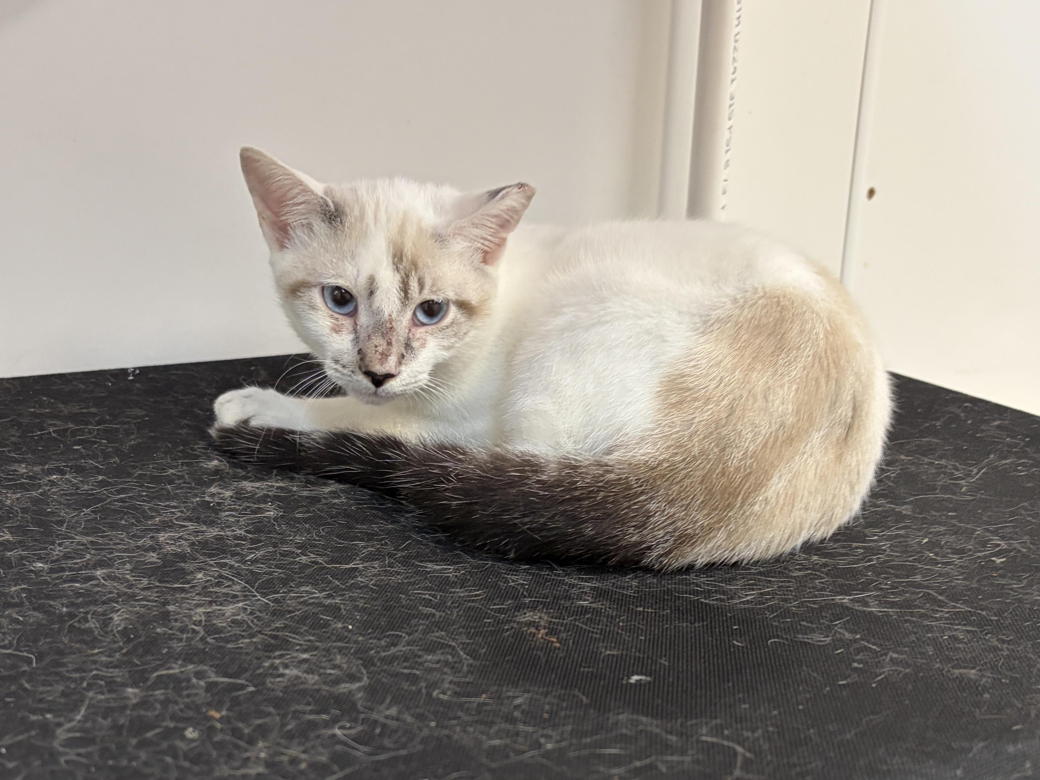 Enlarge Grover, a Adoptable American Shorthair in Perry, GA image 2/3