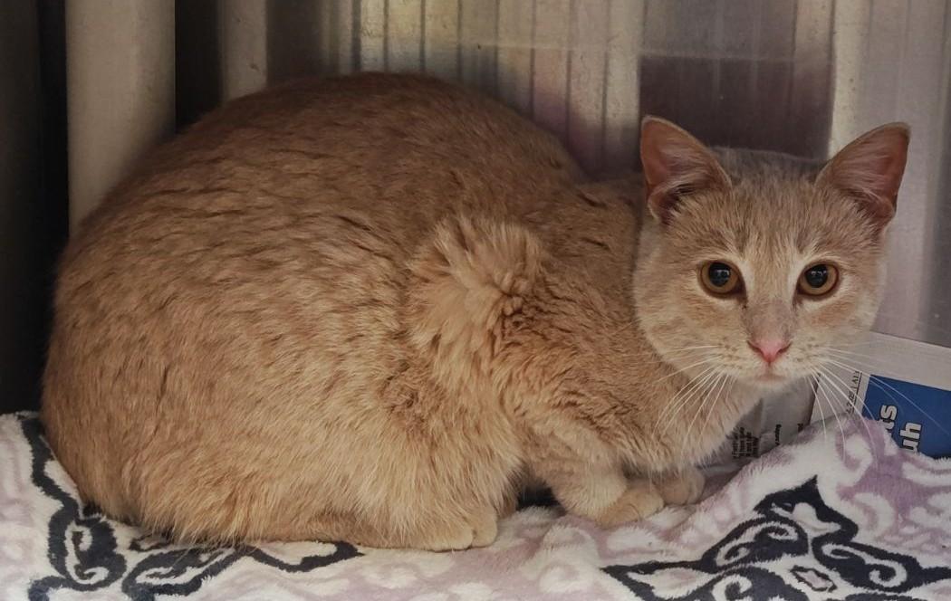 Enlarge Dune , a Adoptable Domestic Short Hair in Wahpeton, ND image 2/2