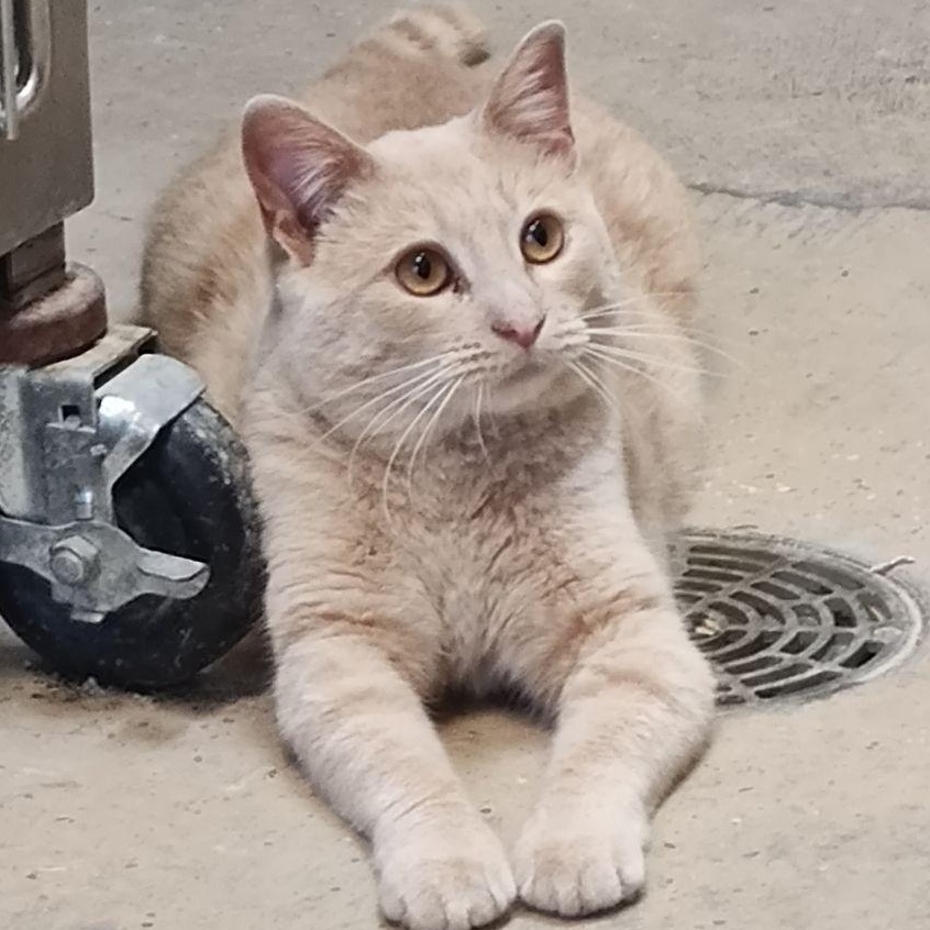 Dune-Shop or Barn Cat, Adoptable, Young Male Domestic Short Hair.