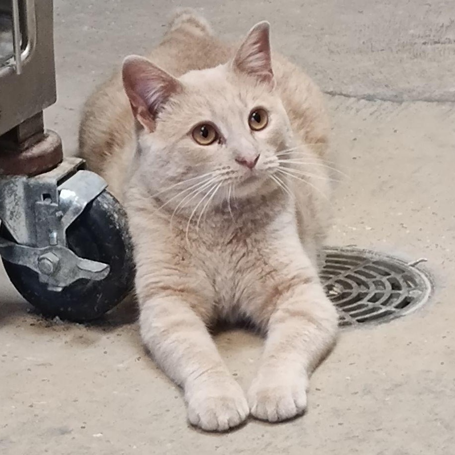 Dune-Shop or Barn Cat, a Adoptable Domestic Short Hair in Wahpeton, ND image 5/5