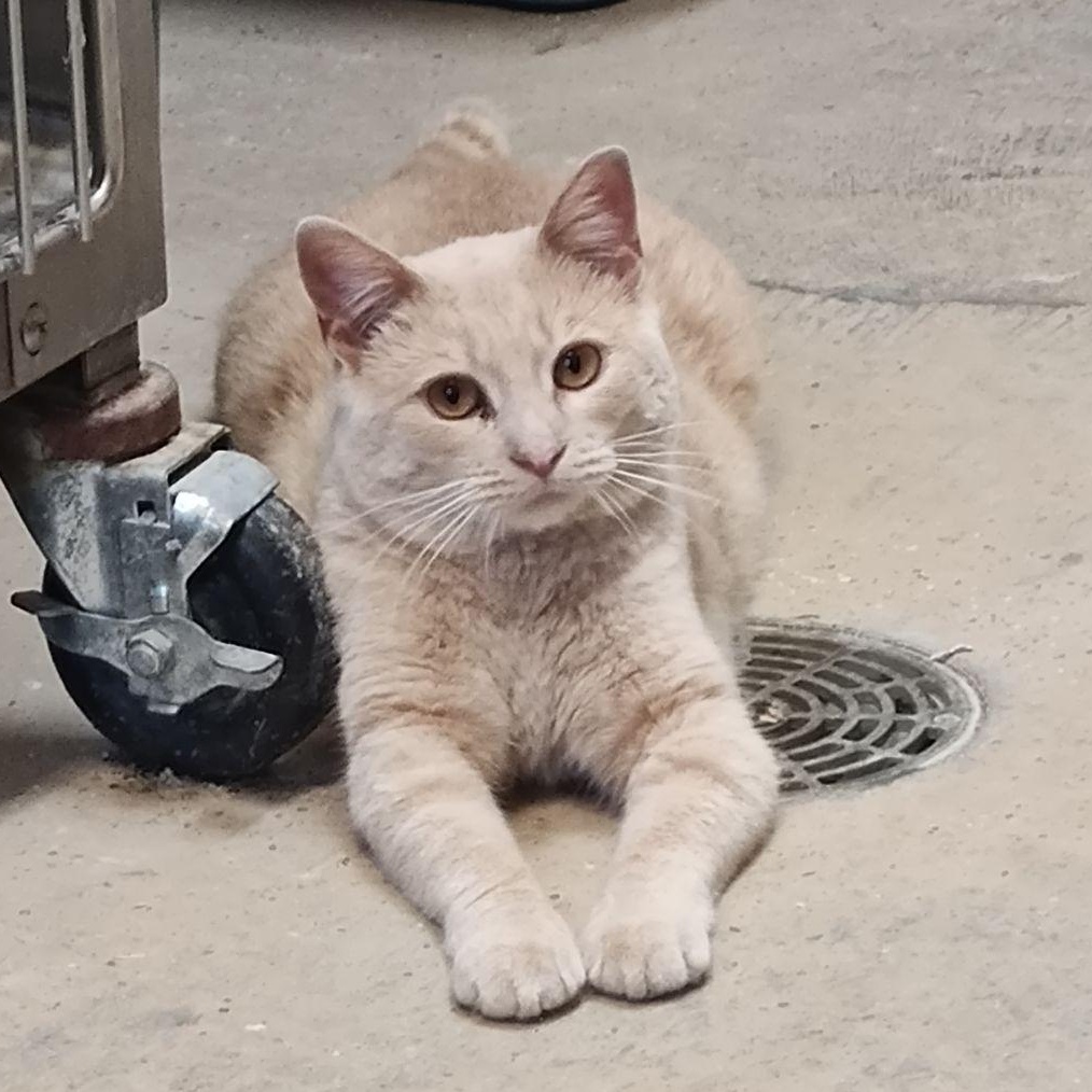 Dune-Shop or Barn Cat, a Adoptable Domestic Short Hair in Wahpeton, ND image 2/5