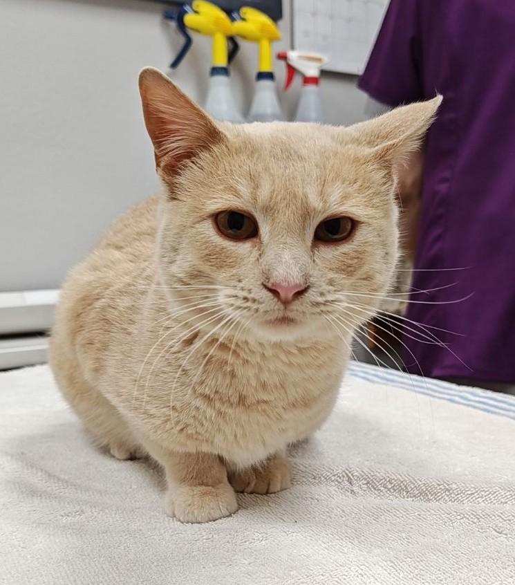 Enlarge Dune , a Adoptable Domestic Short Hair in Wahpeton, ND image 1/2