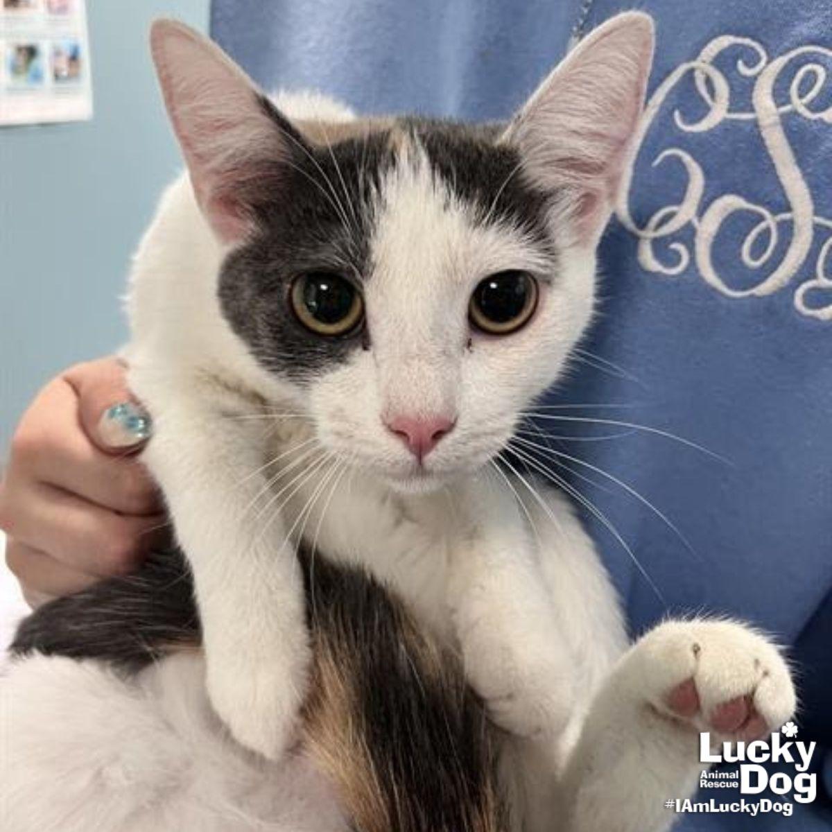 Enlarge Karen, a Adopted Domestic Short Hair in Washington, DC image 1/1