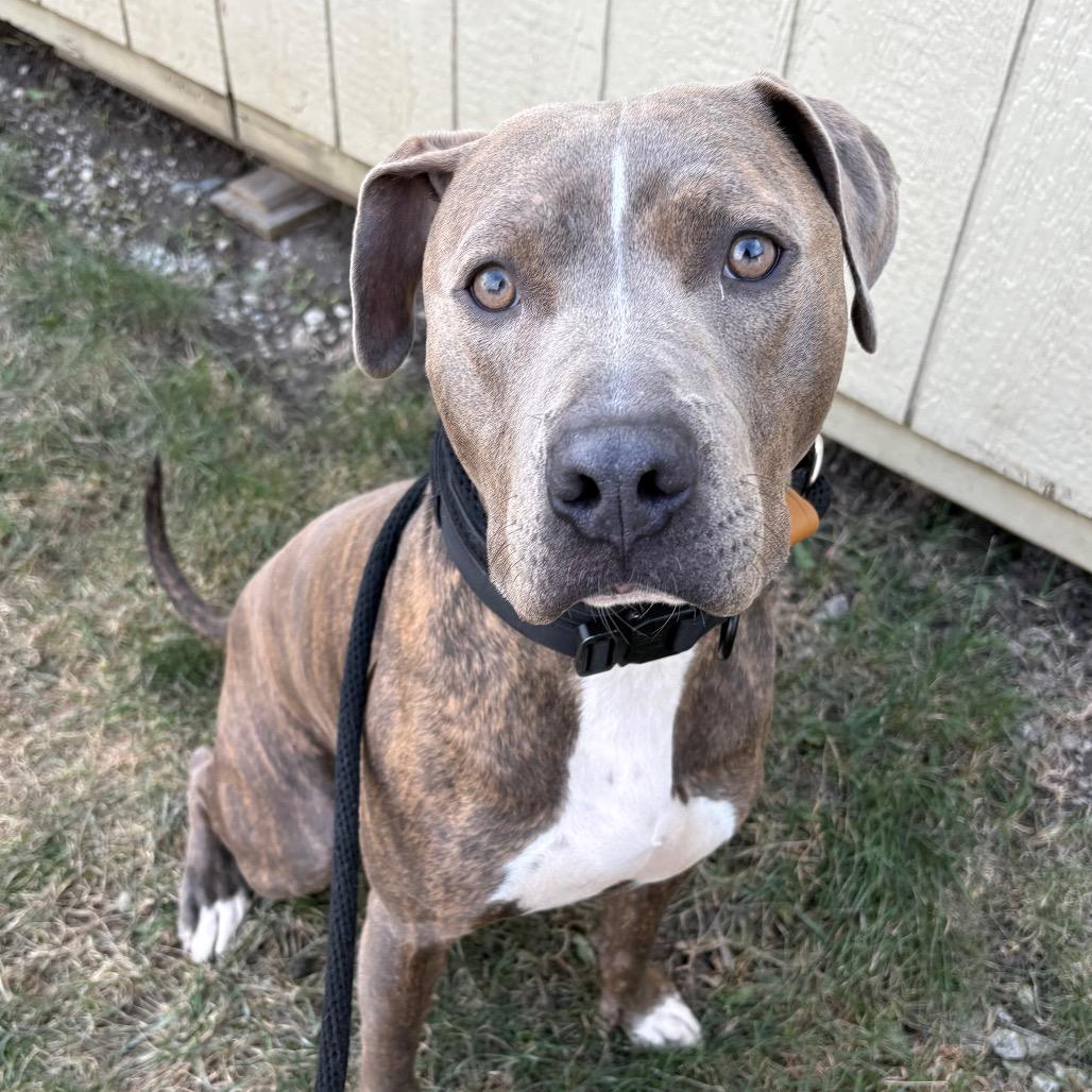 Enlarge Homer, a Adoptable mixed breed in St Joseph, MO image 1/2