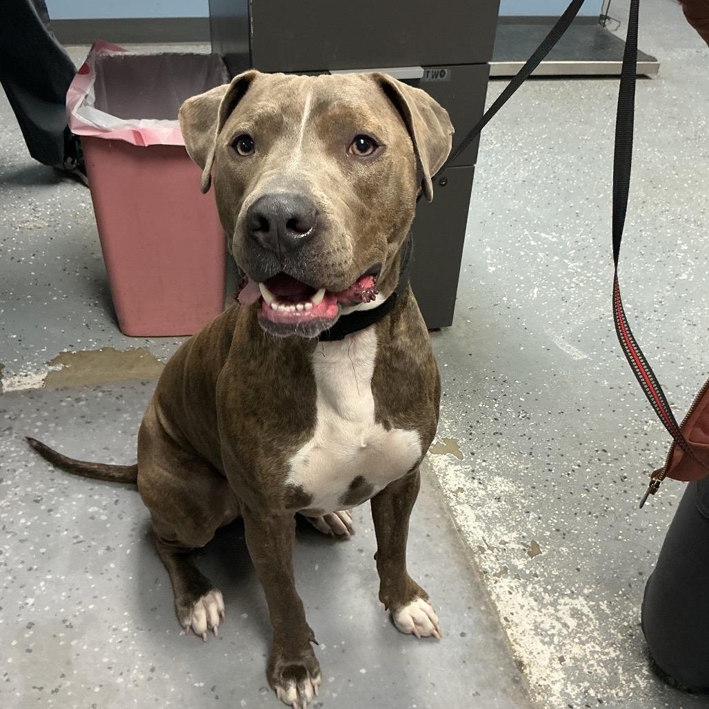 Enlarge Homer, a Adoptable mixed breed in St Joseph, MO image 2/2