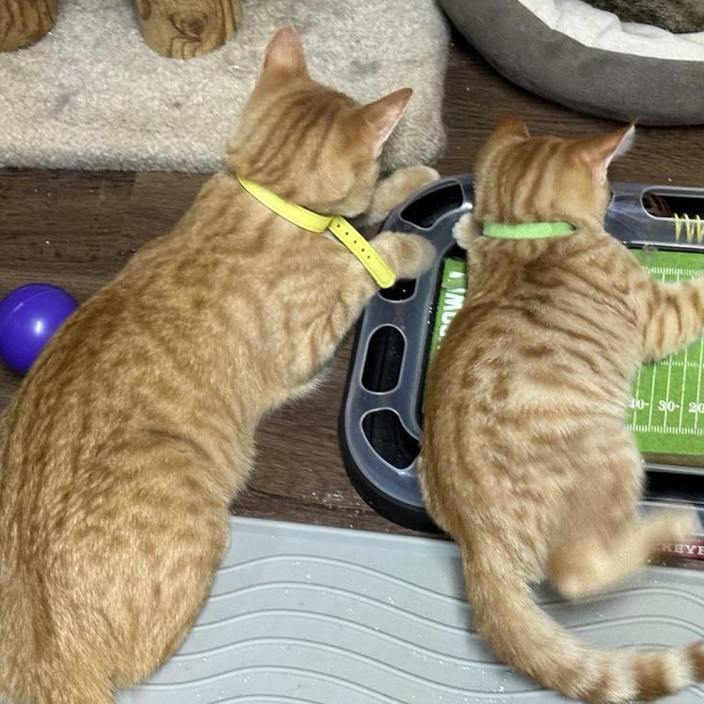 Enlarge Ambrosia, a Adoptable Domestic Short Hair in Southington, OH image 1/6