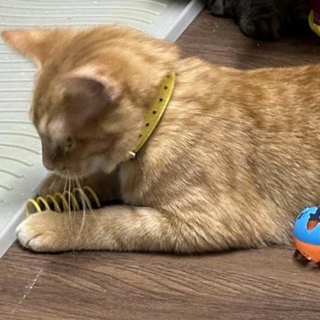 Enlarge Ambrosia, a Adoptable Domestic Short Hair in Southington, OH image 2/6