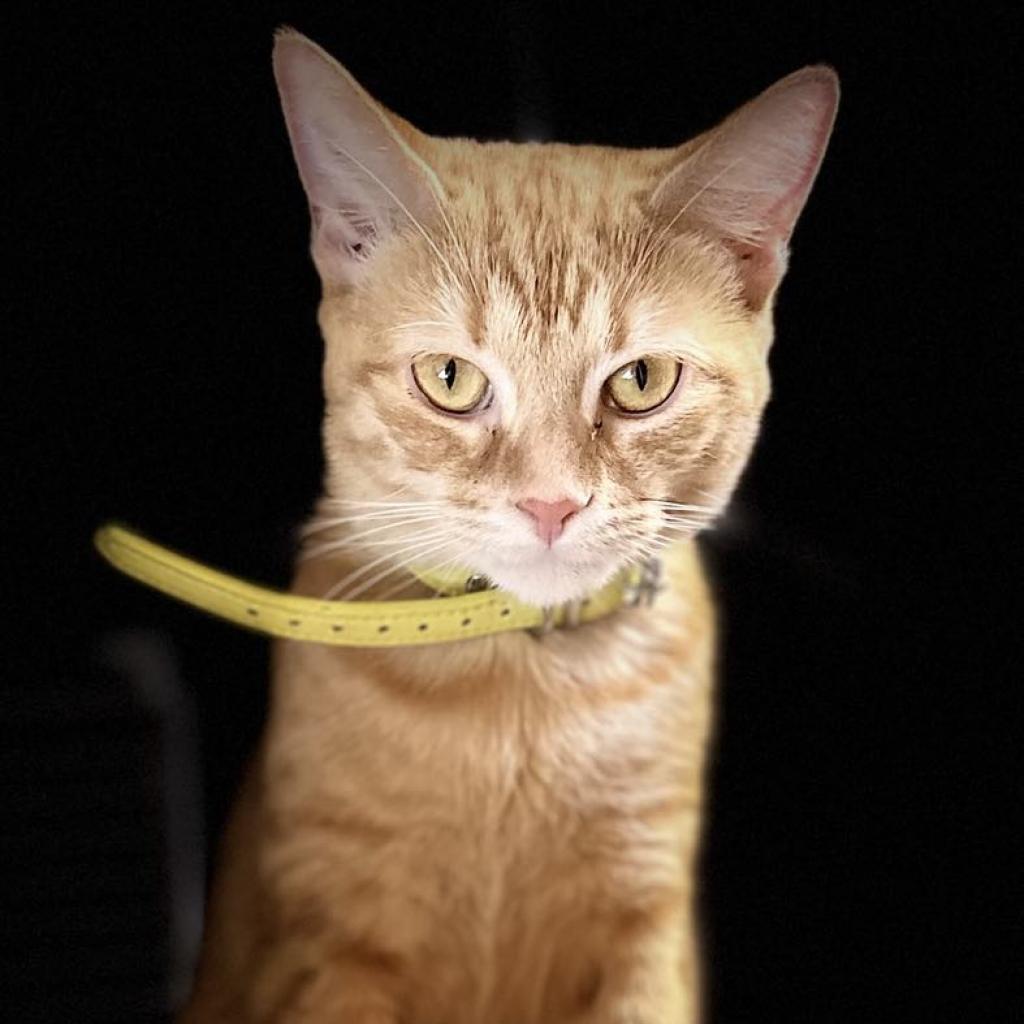 Enlarge Ambrosia, a Adoptable Domestic Short Hair in Southington, OH image 3/6