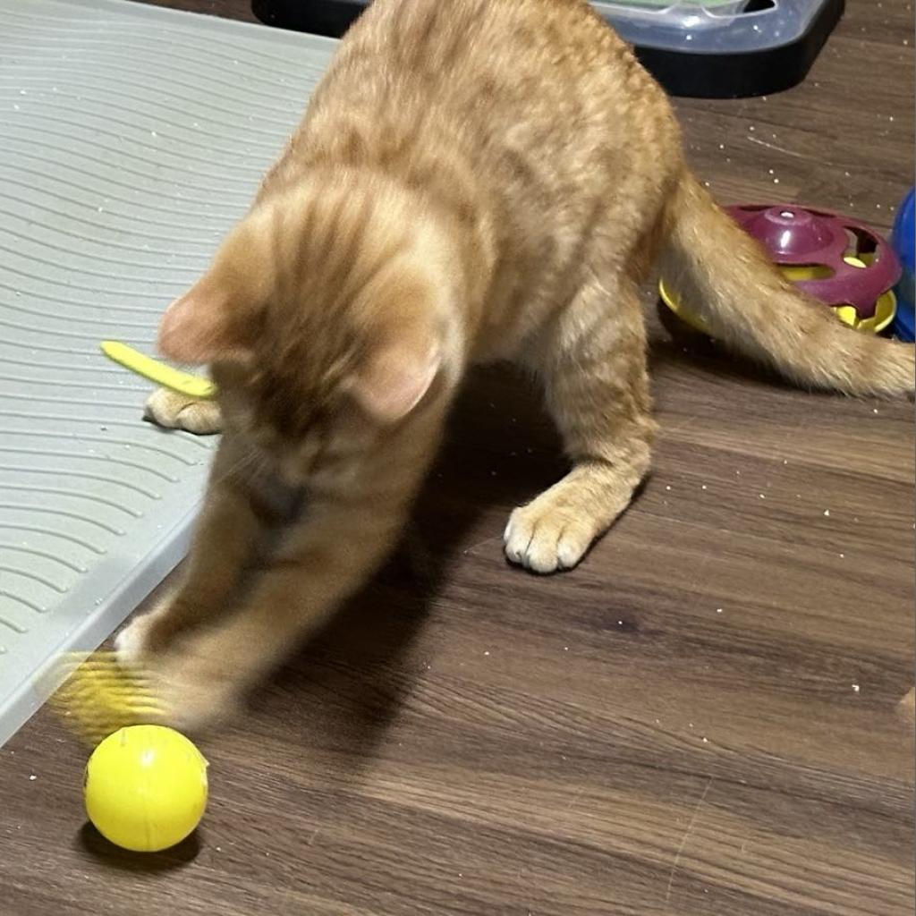 Enlarge Ambrosia, a Adoptable Domestic Short Hair in Southington, OH image 4/6