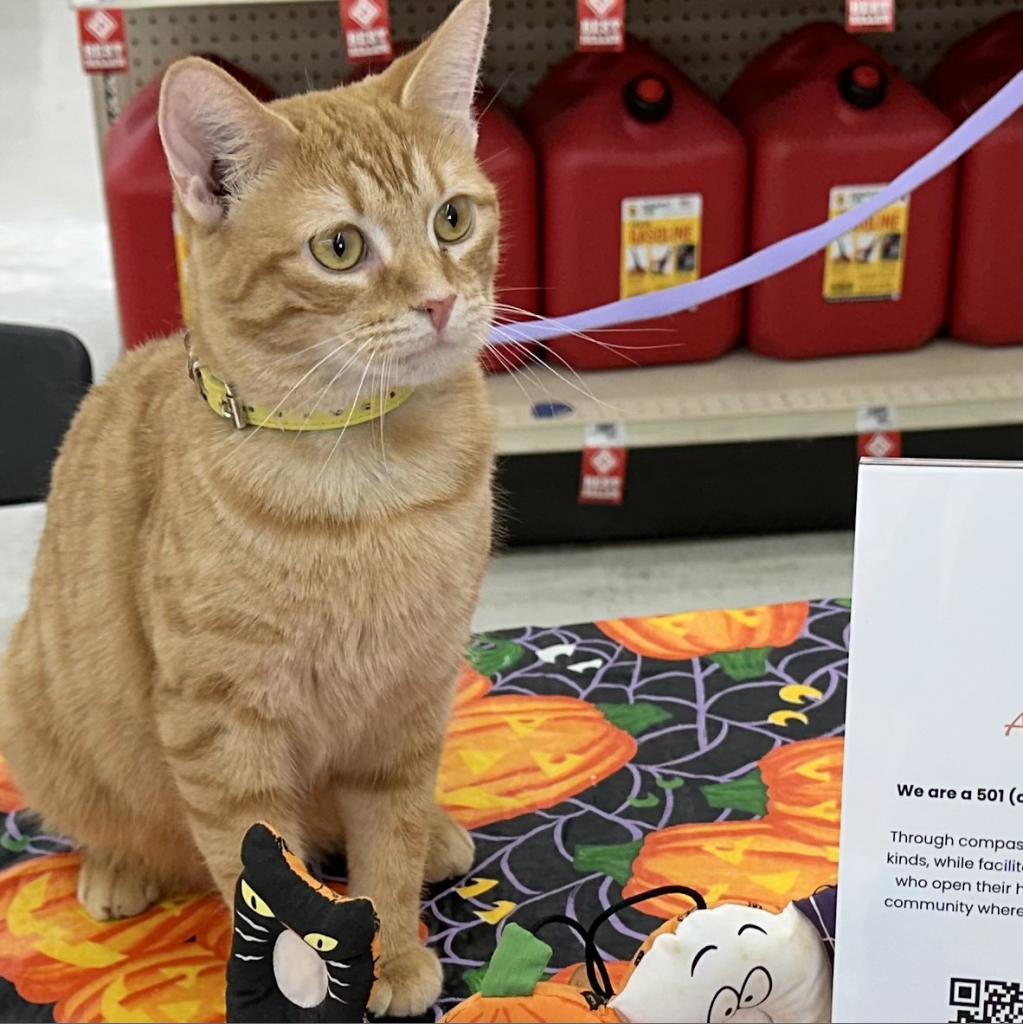 Enlarge Ambrosia, a Adoptable Domestic Short Hair in Southington, OH image 5/6