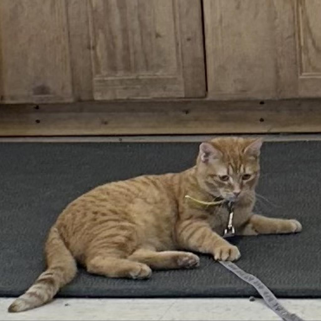 Enlarge Ambrosia, a Adoptable Domestic Short Hair in Southington, OH image 6/6