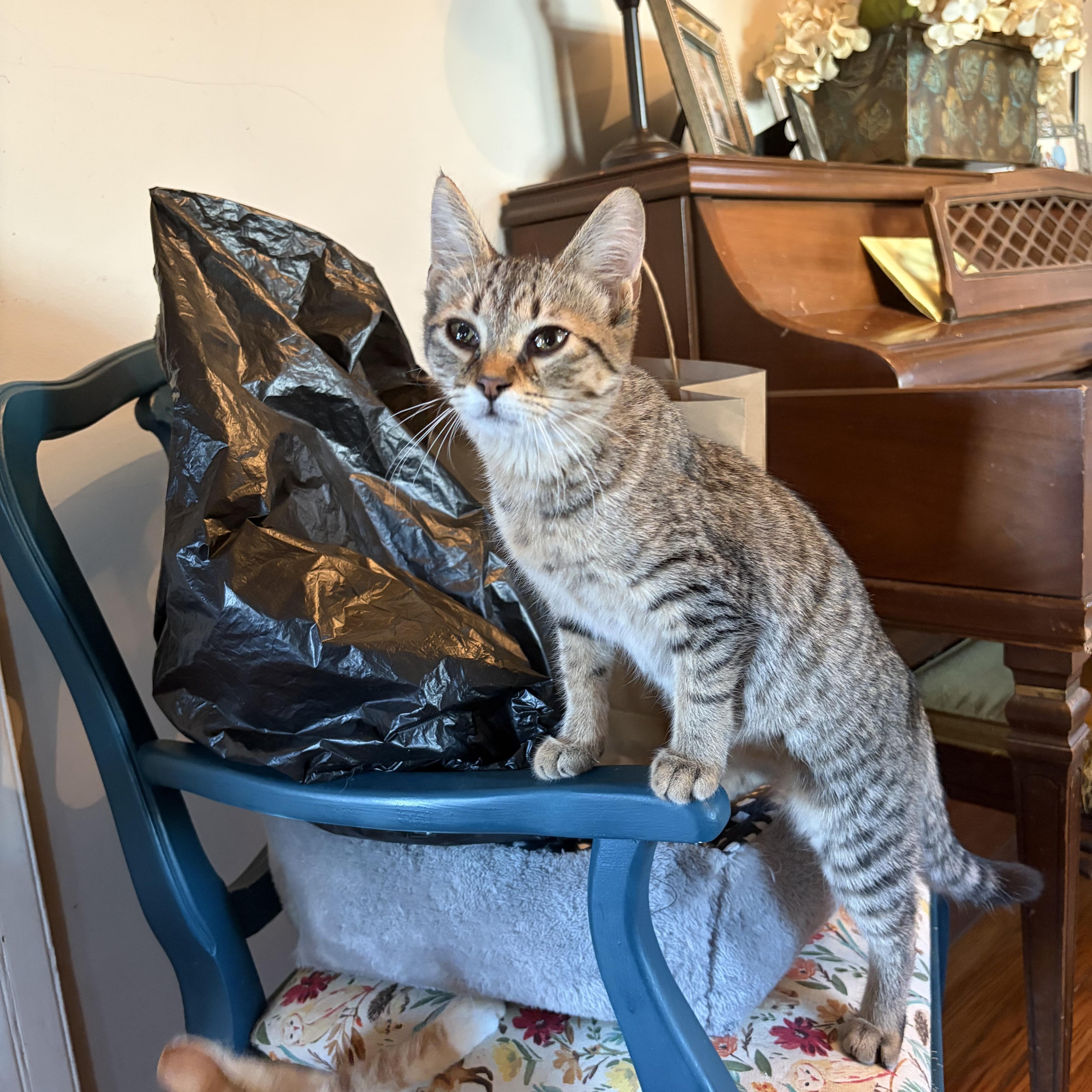 Enlarge Joni Mitchell, a Adoptable mixed breed in Campbellsville, KY image 5/5