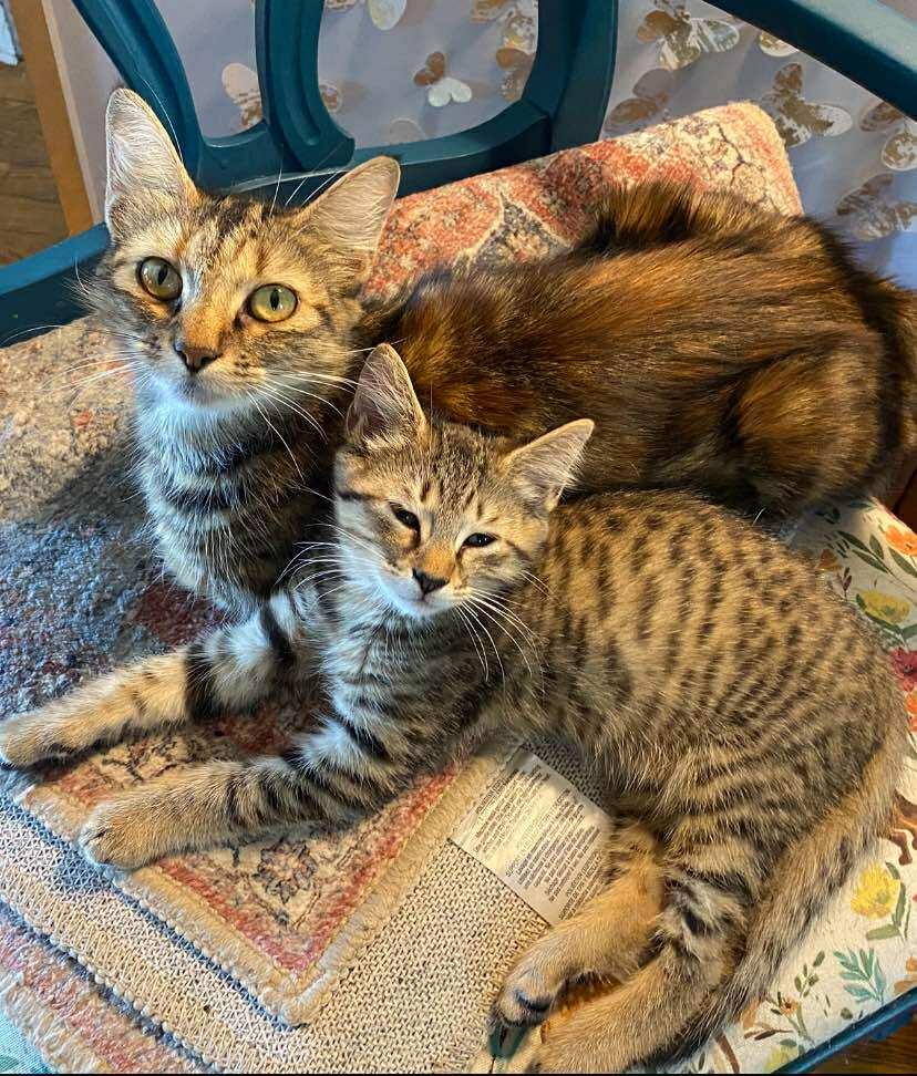 Joni Mitchell thumbnail 2