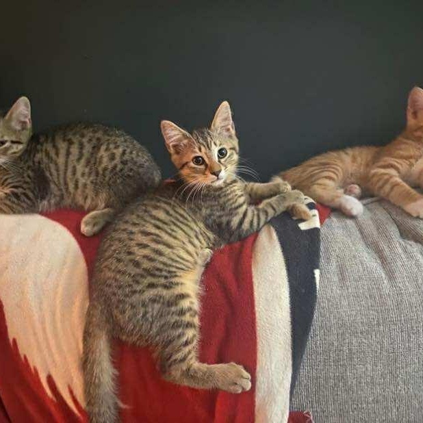 Joni Mitchell thumbnail 3