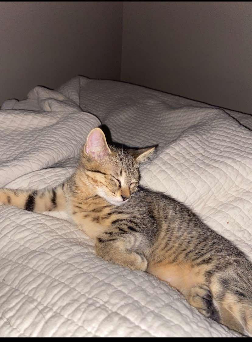 Joni Mitchell thumbnail 4