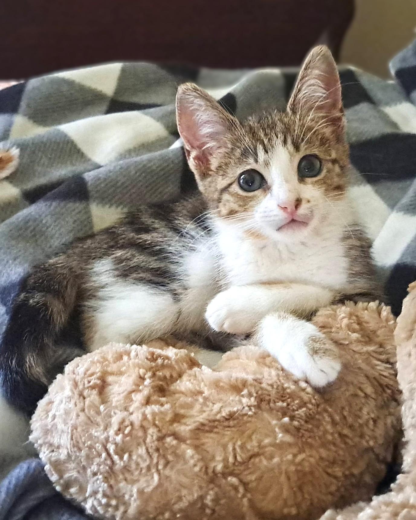 Raina, Adoptable, Kitten Female Domestic Short Hair & Tabby.