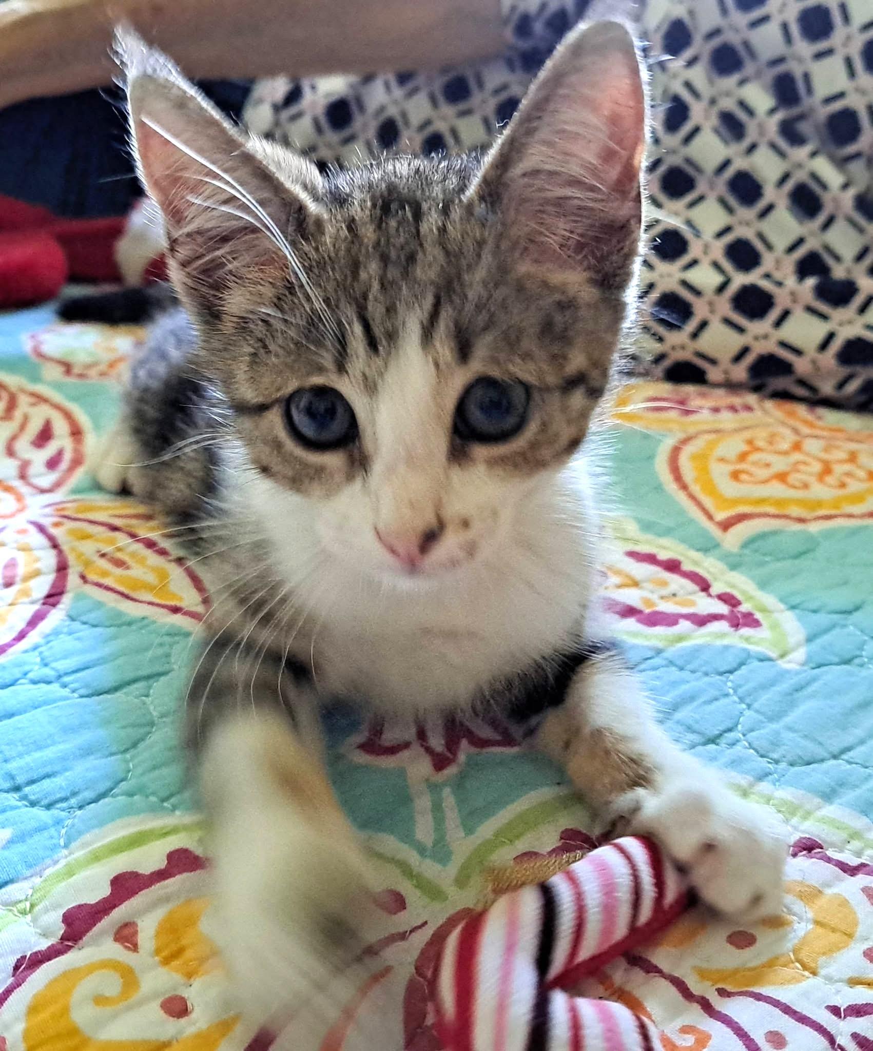 Enlarge Raina, a Adoptable mixed breed in Savannah, GA image 5/5