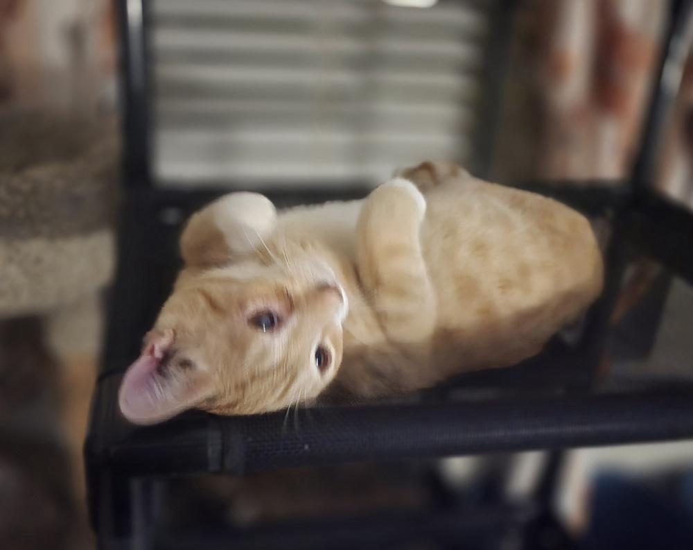 Lionel Purritchie, Adoptable, Kitten Male Domestic Short Hair.