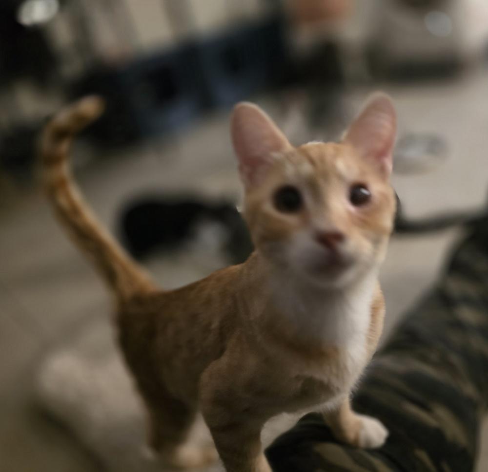 Enlarge Lionel Purritchie, a Adoptable Domestic Short Hair in Ruskin, FL image 2/3