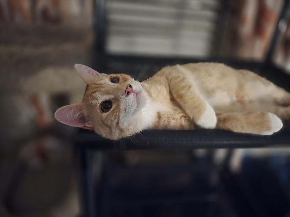 Enlarge Lionel Purritchie, a Adoptable Domestic Short Hair in Ruskin, FL image 3/3