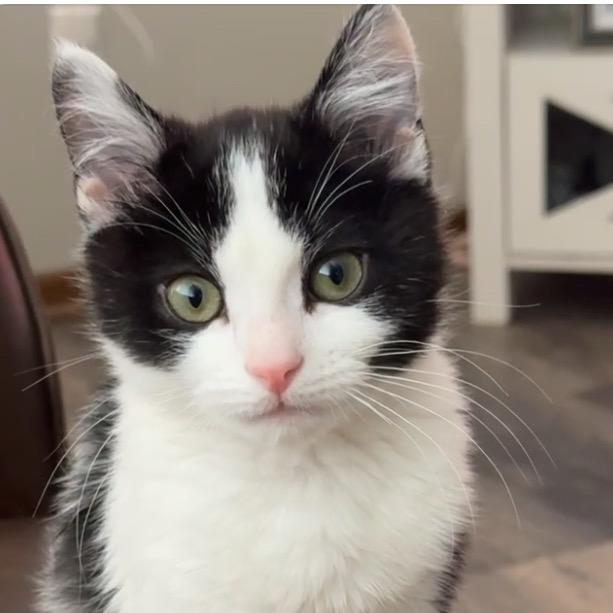 Fig, Adoptable, Kitten Male Domestic Short Hair.