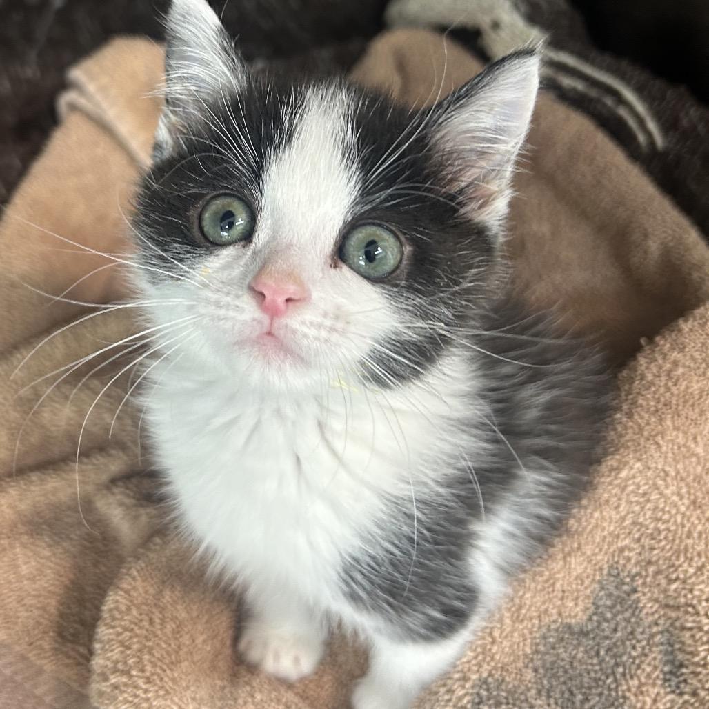 Enlarge Fig, a Adoptable Domestic Short Hair in North Canton, OH image 3/3