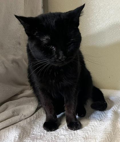 Lucy, a Adoptable Domestic Short Hair in Cumberland, MD image 1/2