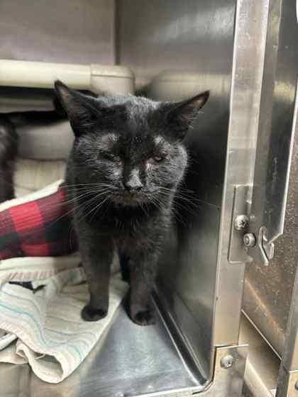 Lucy, Adoptable, Adult Female Domestic Short Hair & Domestic Short Hair.