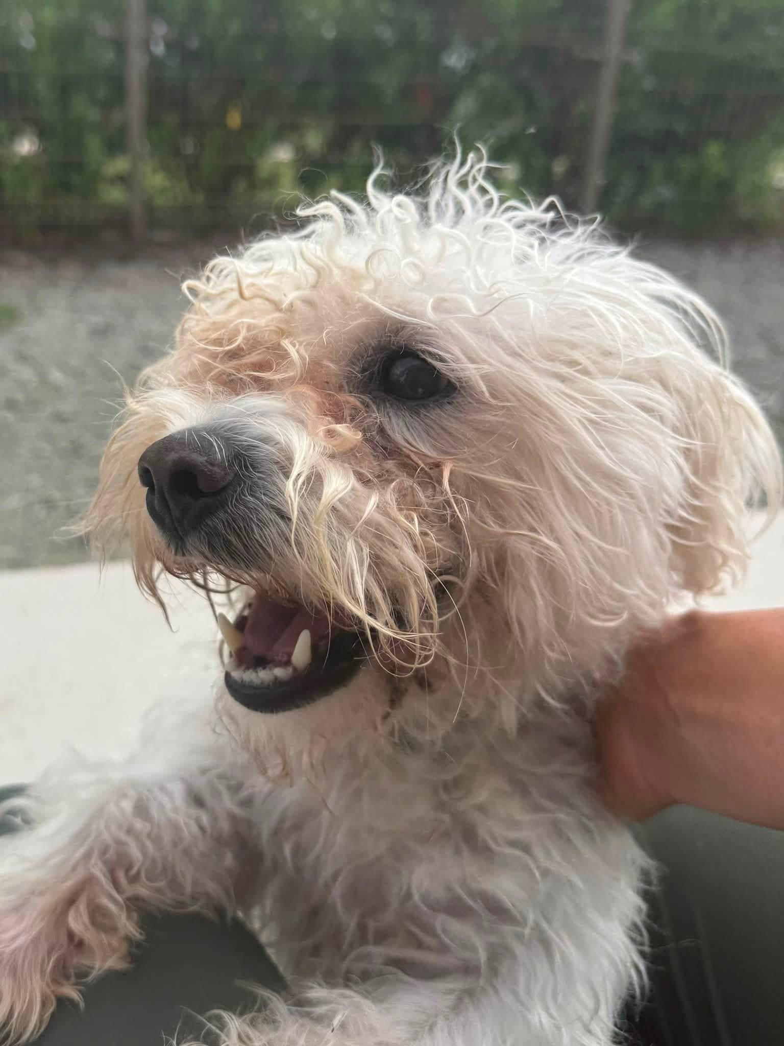 Enlarge Pippin (ID 52953), a Adopted mixed breed in Manassas, VA image 2/2